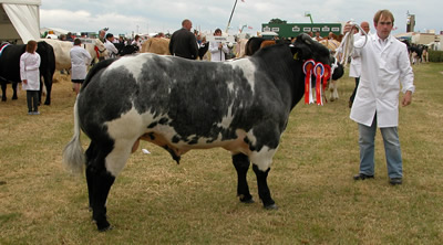 Graymar Churchill at Cheshire 